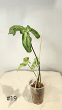 Charger l&#39;image dans la galerie, Syngonium three kings
