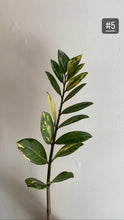 Charger l&#39;image dans la galerie, Zz plant variegata
