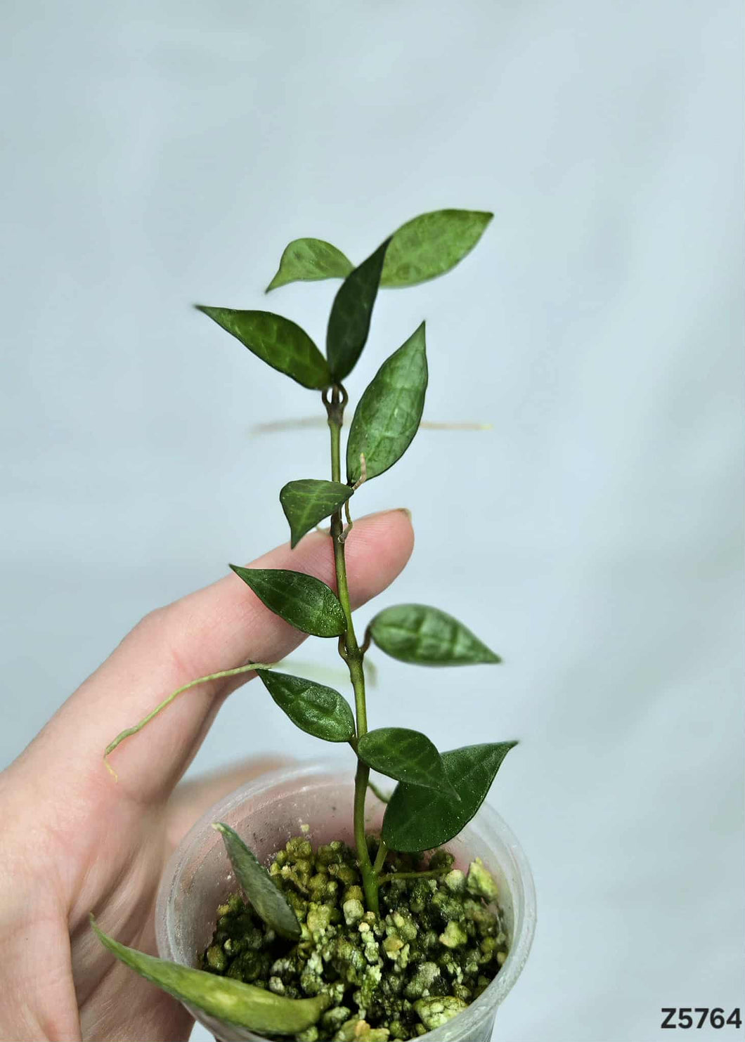 Hoya Lacunosa Variegata Revert ⭐️ #Z5764