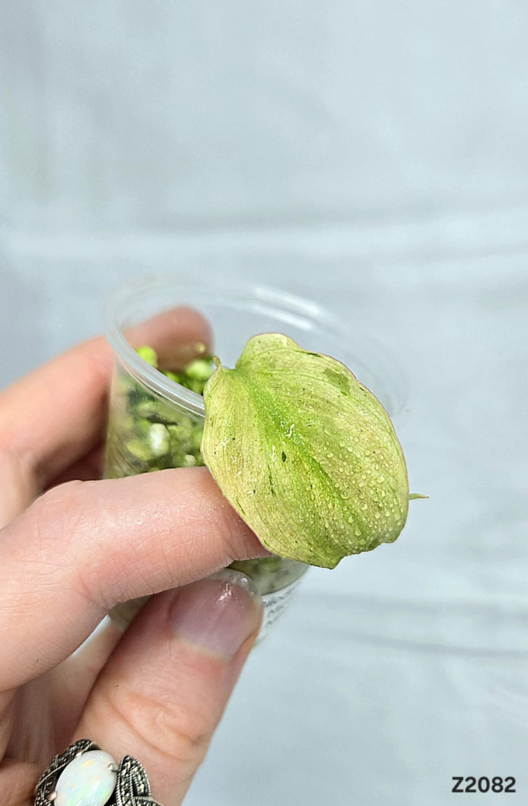 Philodendron Micans Mint #Z2082