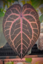 Charger l'image dans la galerie, Anthurium red crystallinum  (TC)
