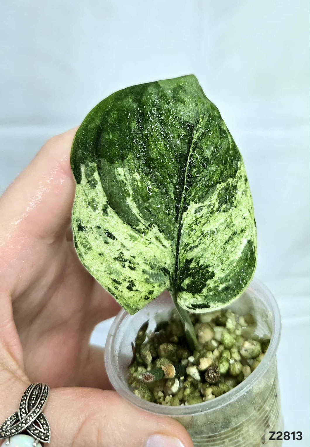 Scindapsus Halimoon #Z2813
