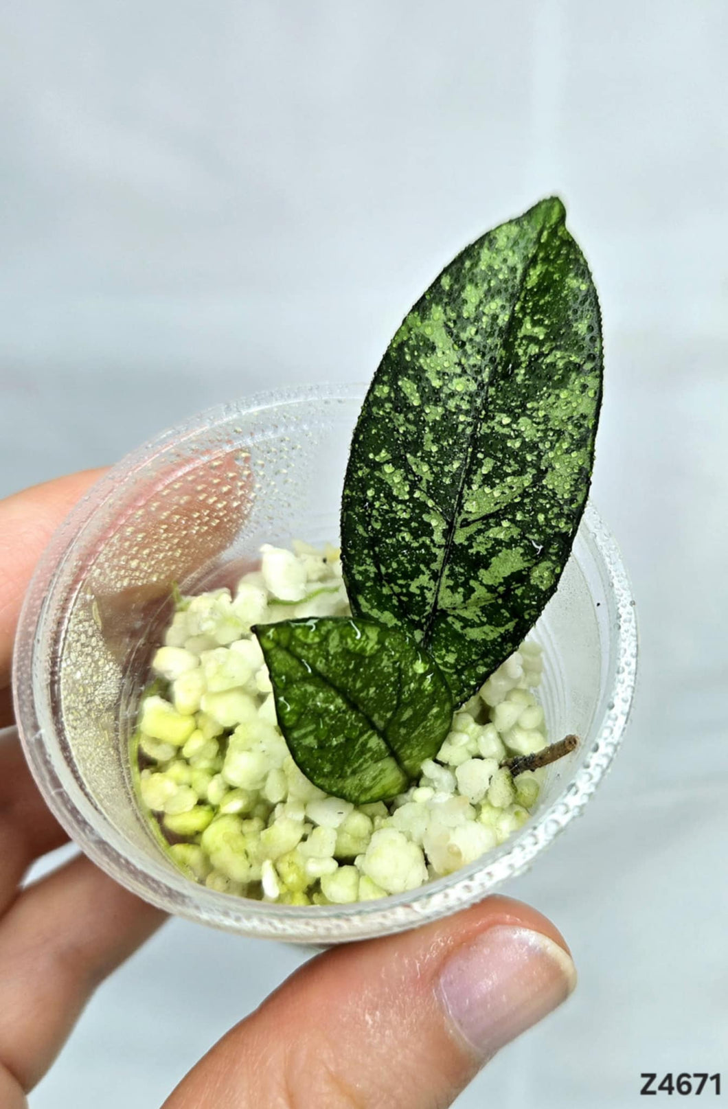 Hoya Crassipetiolata Splash ⭐️ #Z4671