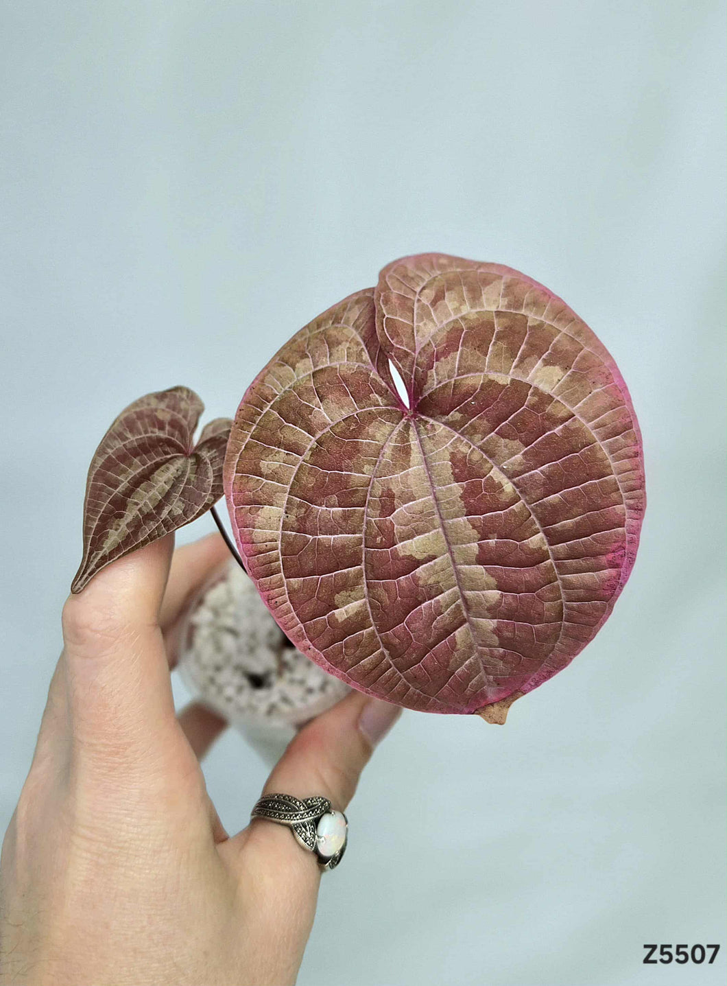 Dioscorea Purple #Z5507