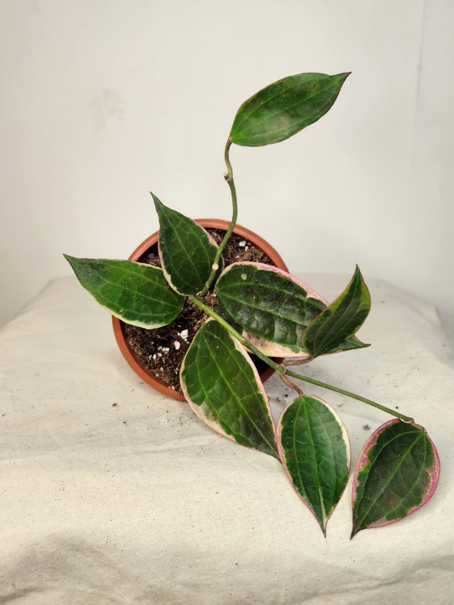 Hoya macrophylla ⭐️