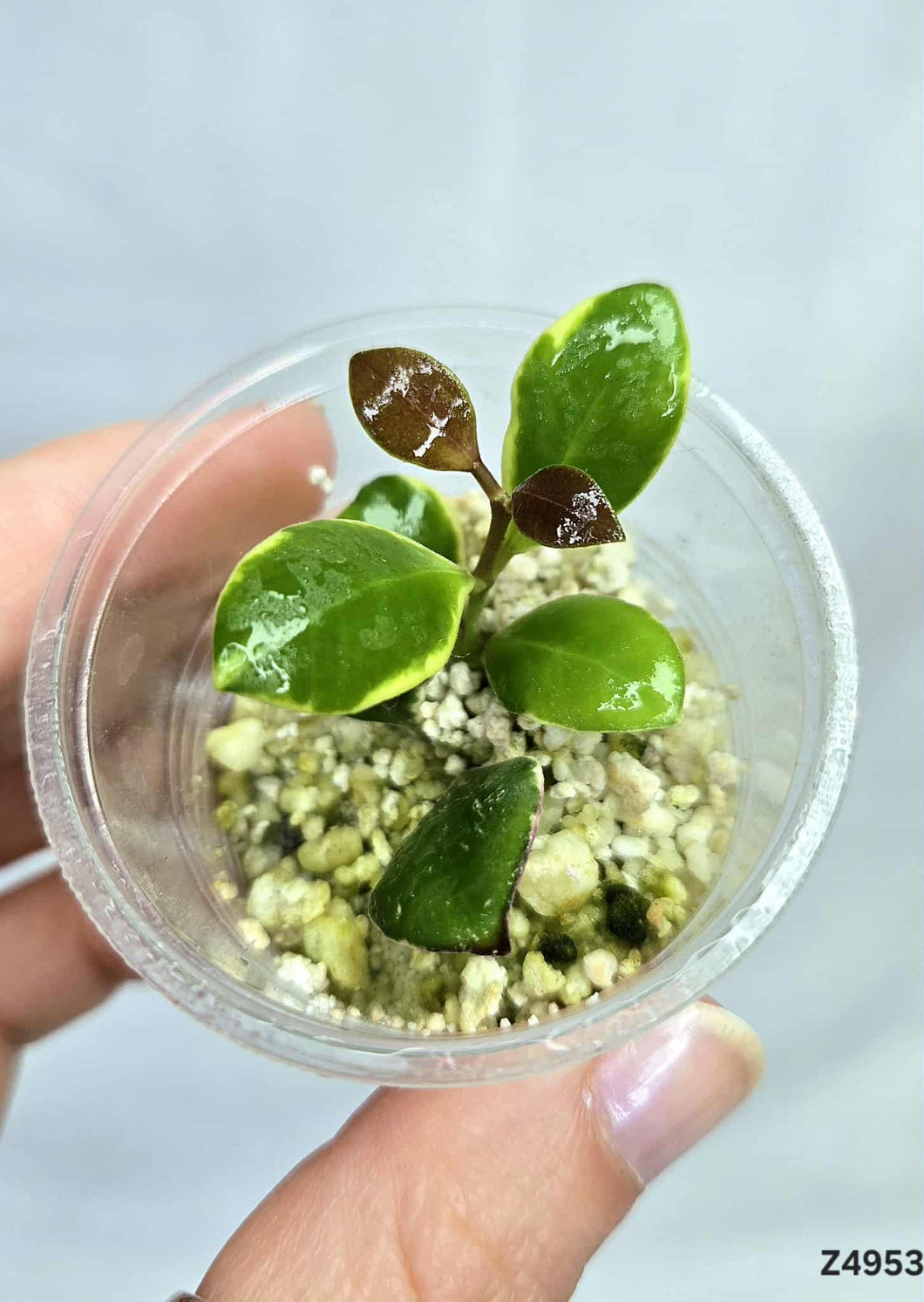Hoya Heuschkeliana Albo ⭐️ #Z4953