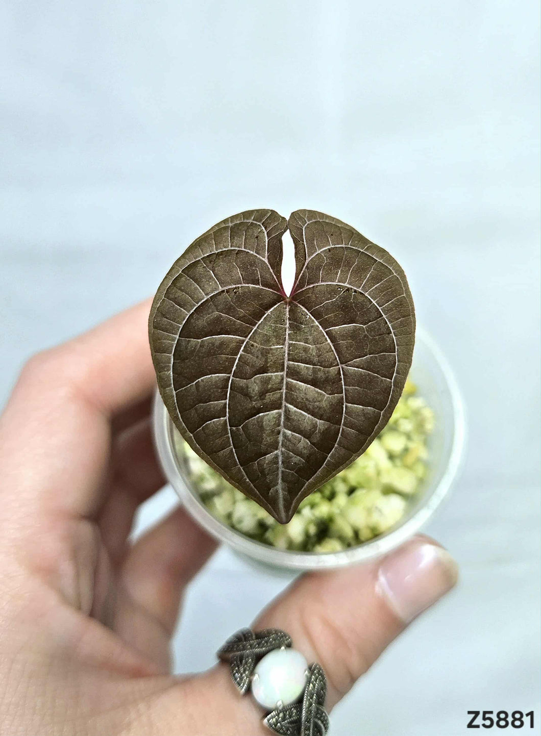 Dioscorea Purple #Z5881