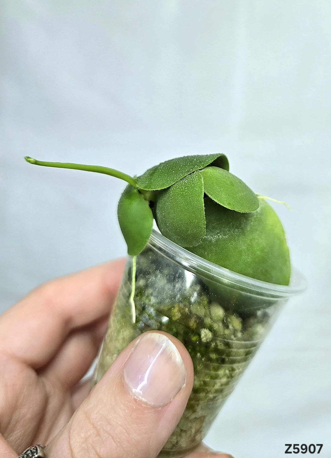 Dischidia Platyphylla #Z5907