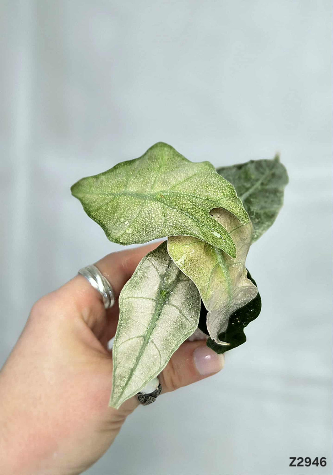 Alocasia Amazonica Mint #Z2946
