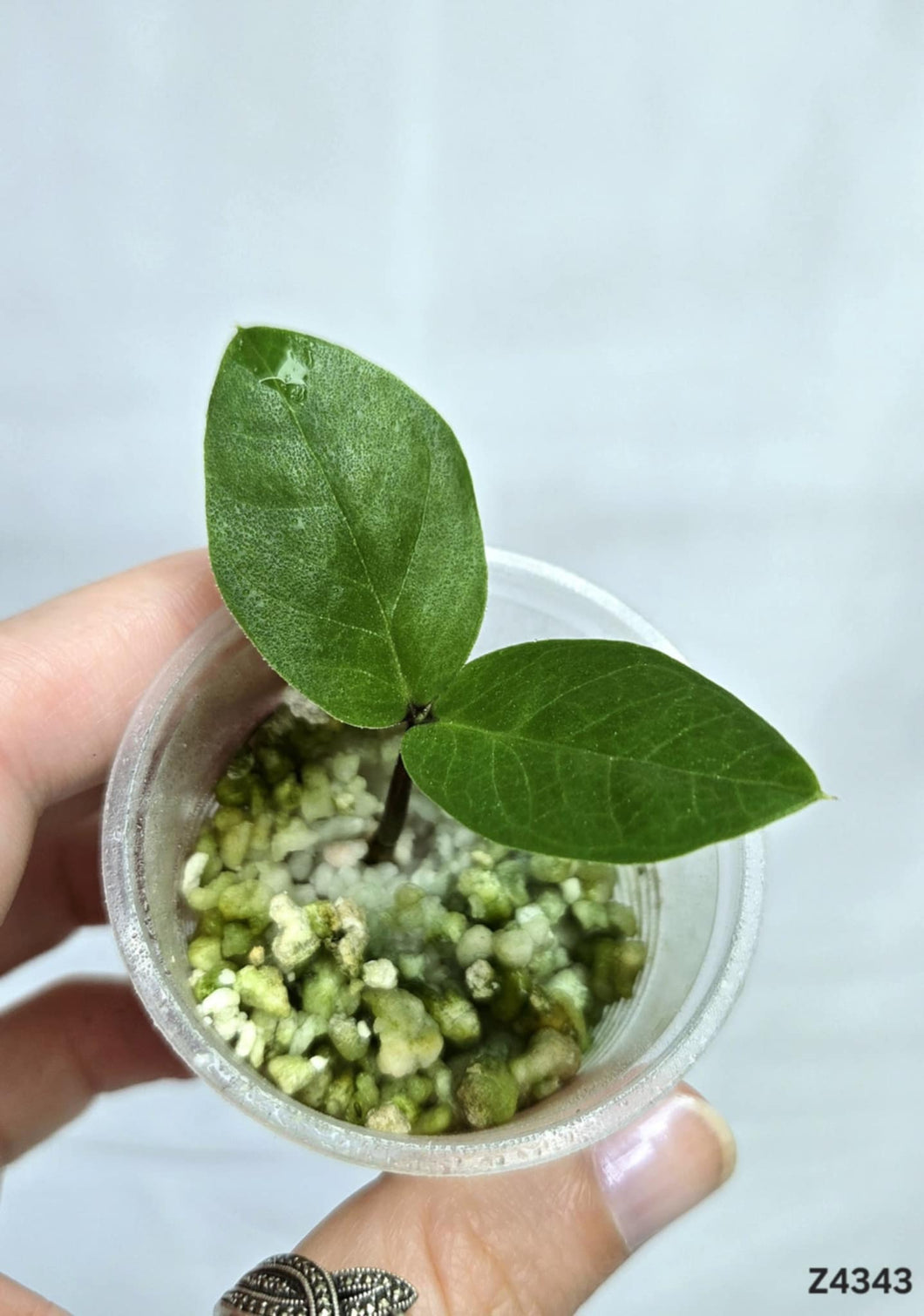 ZZ Plant Variegata Revert #Z4343
