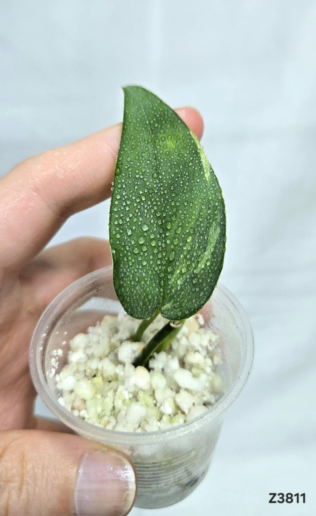 Scindapsus Silver Blue Aurea #Z3811