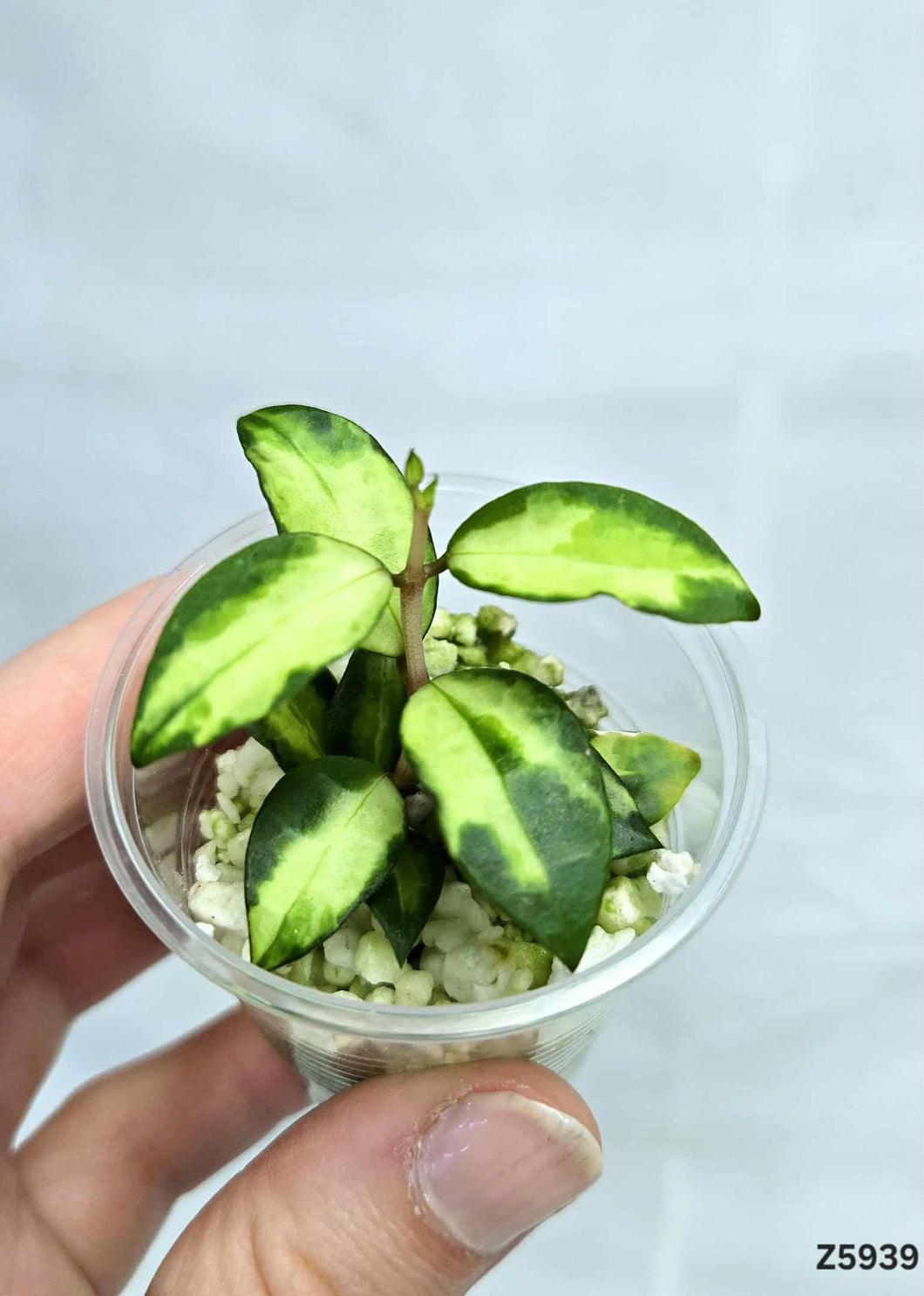 Hoya Lacunosa Variegata ⭐️ #Z5939