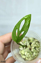 Charger l&#39;image dans la galerie, Monstera Adansonii Blanchetti #Z5360
