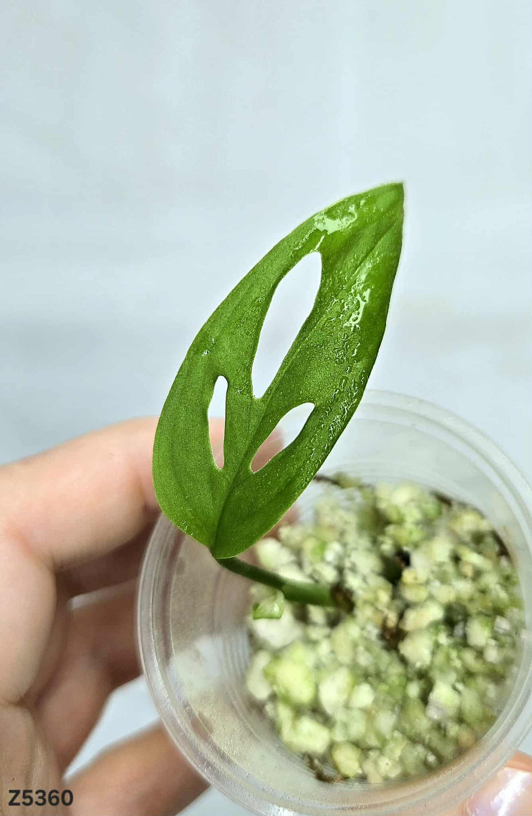 Monstera Adansonii Blanchetti #Z5360