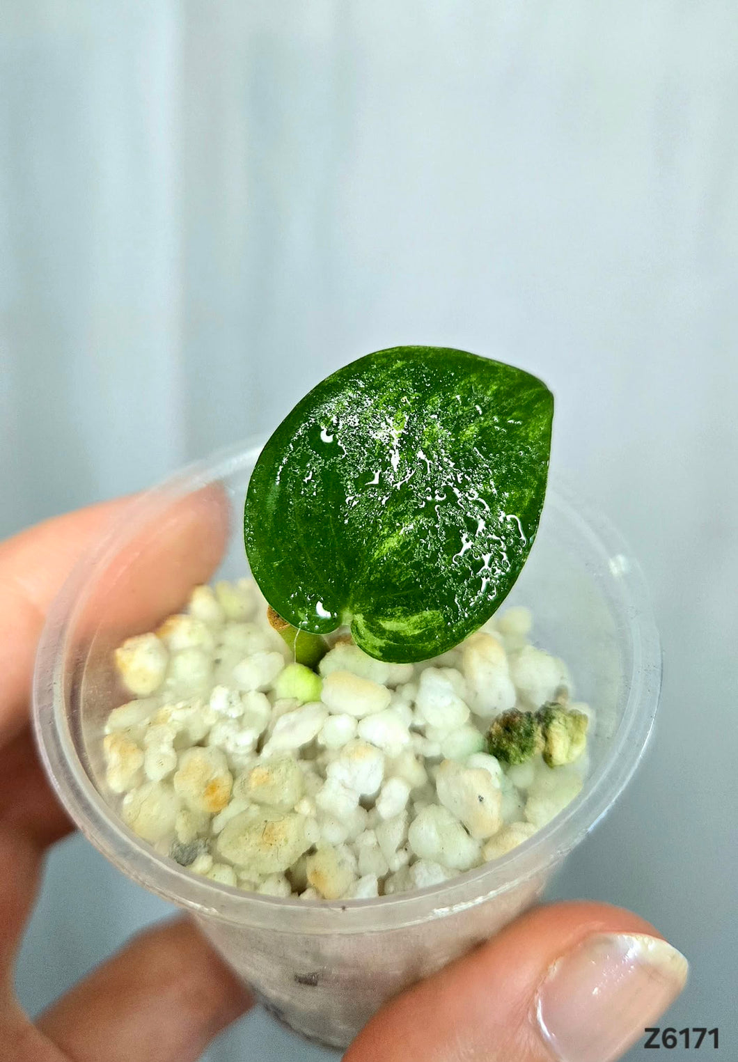 Scindapsus Jade Satin Variegata #Z6171