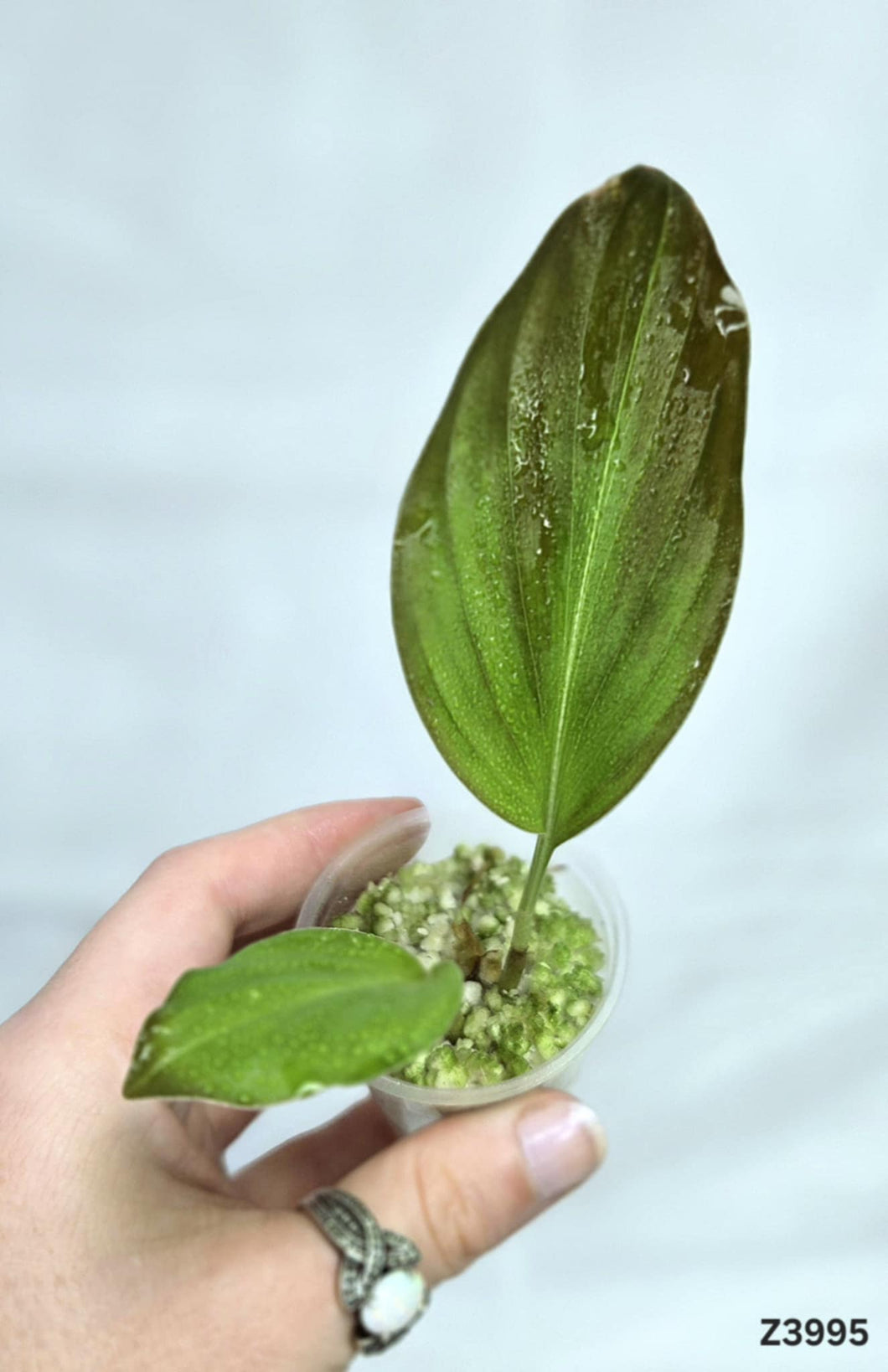 Kaempferia sp. pink Thaksin Variegata #Z3995