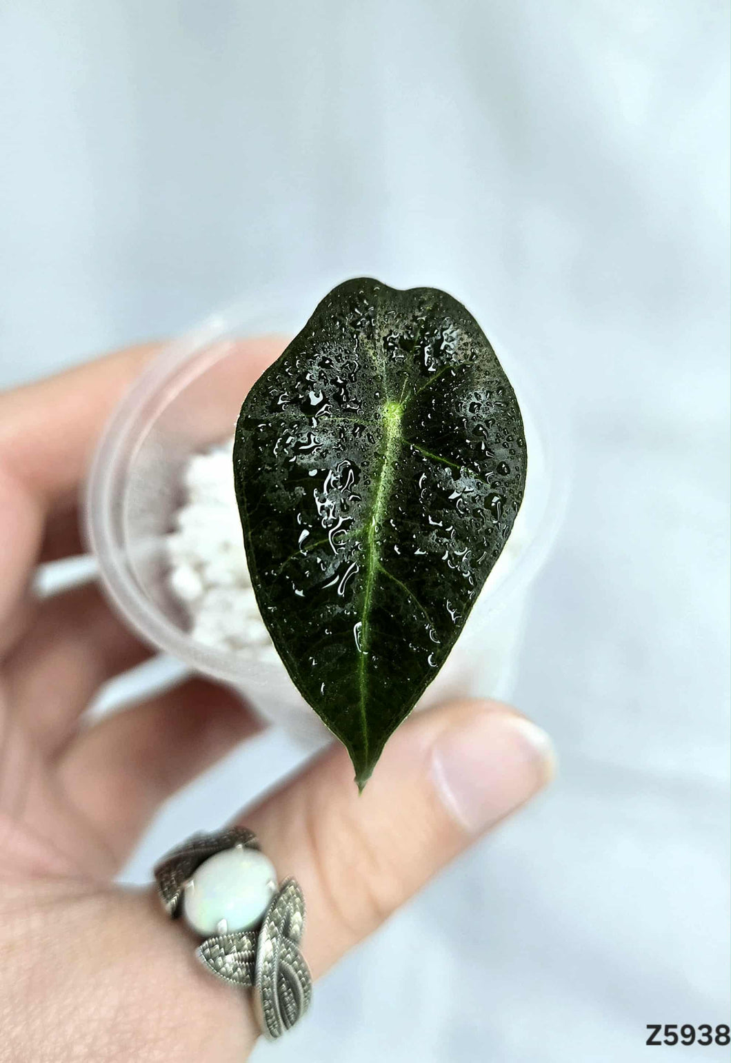 Alocasia Polly  #Z5938