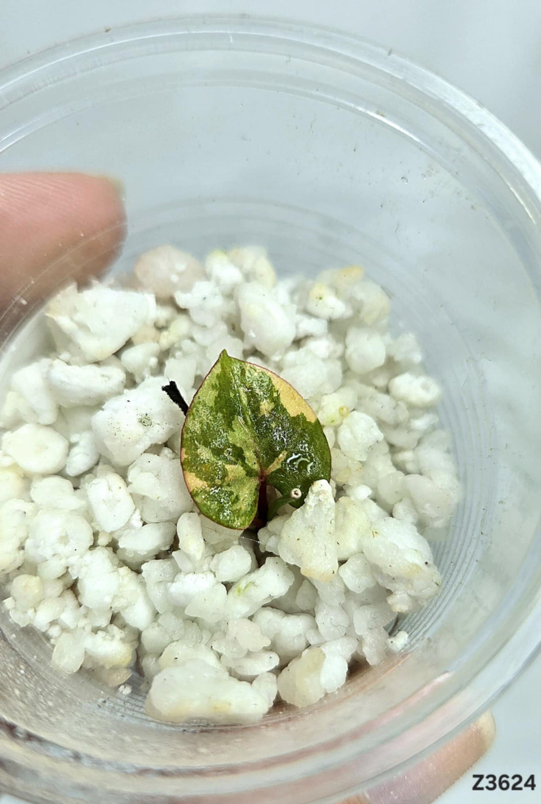 Fallopia Multiflora Variegata #Z3624
