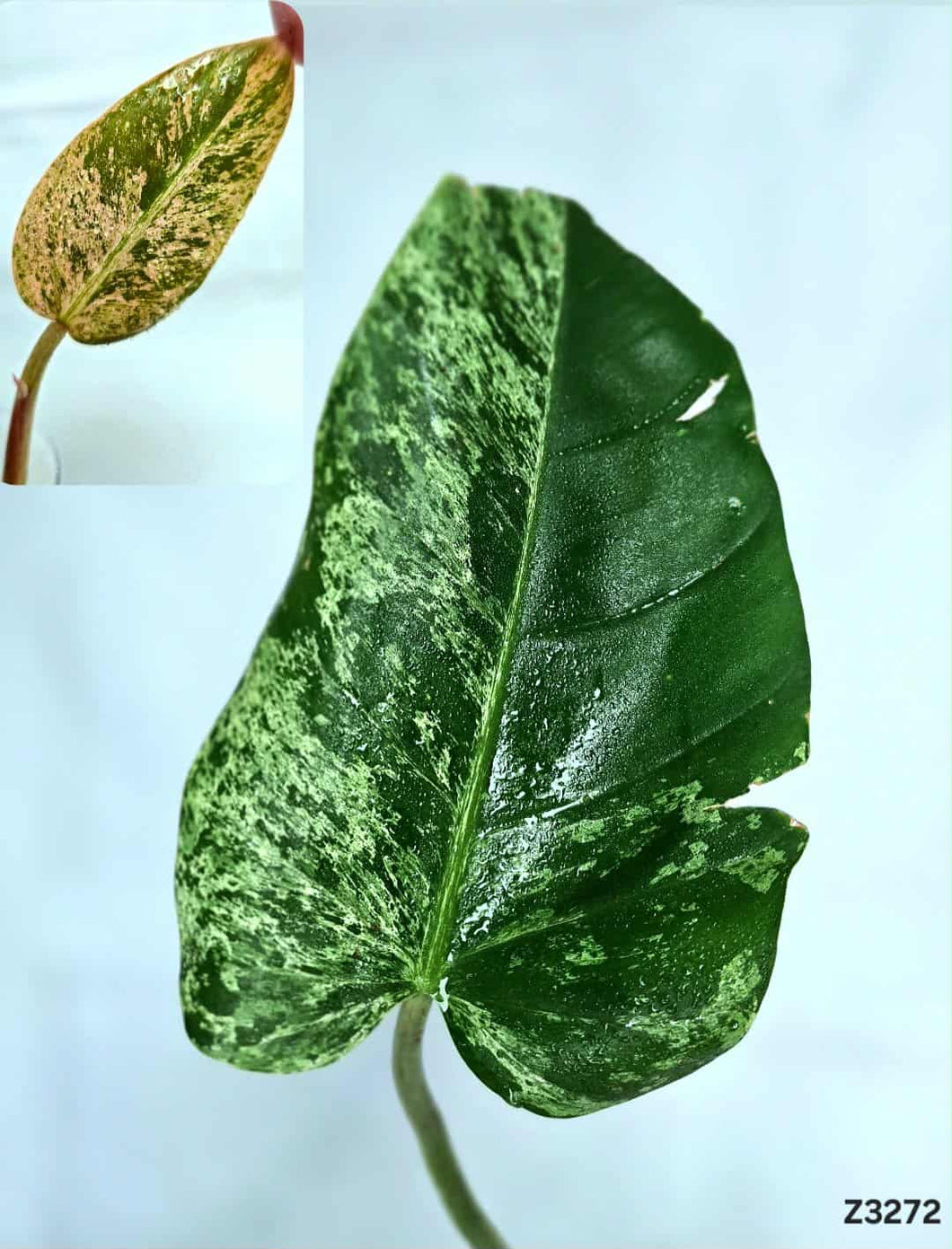 Philodendron Whipple Way #Z3272