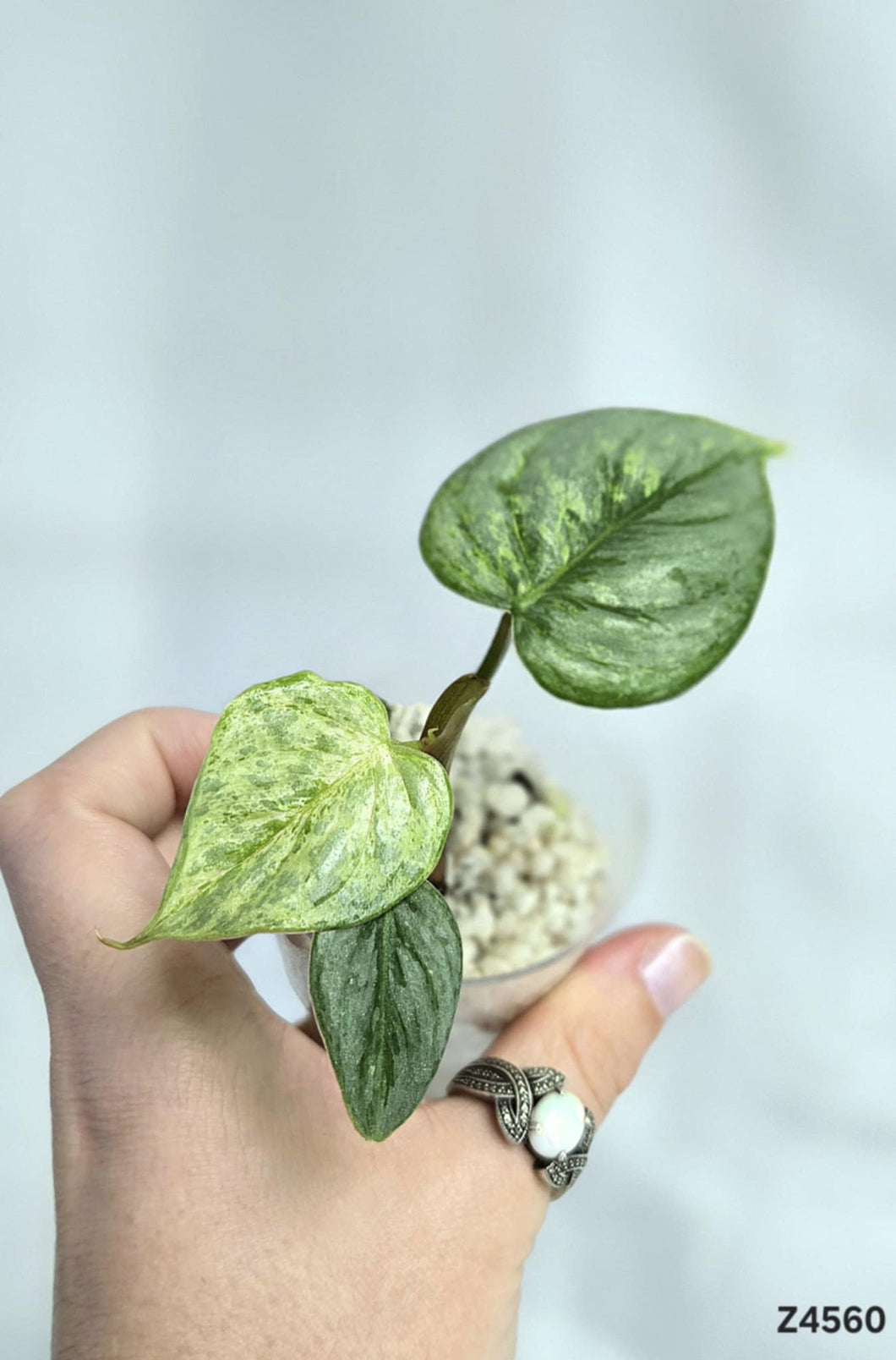 Philodendron Sodiroi Variegata #Z4560
