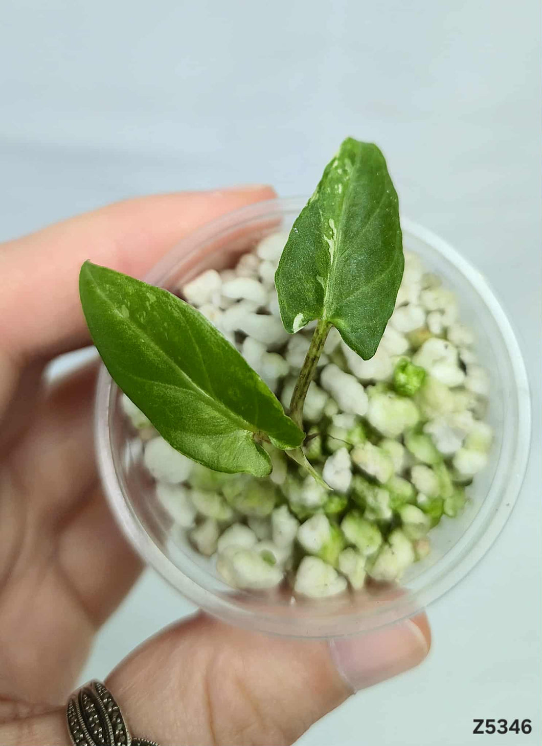 Alocasia Lauterbachiana White  #Z5346