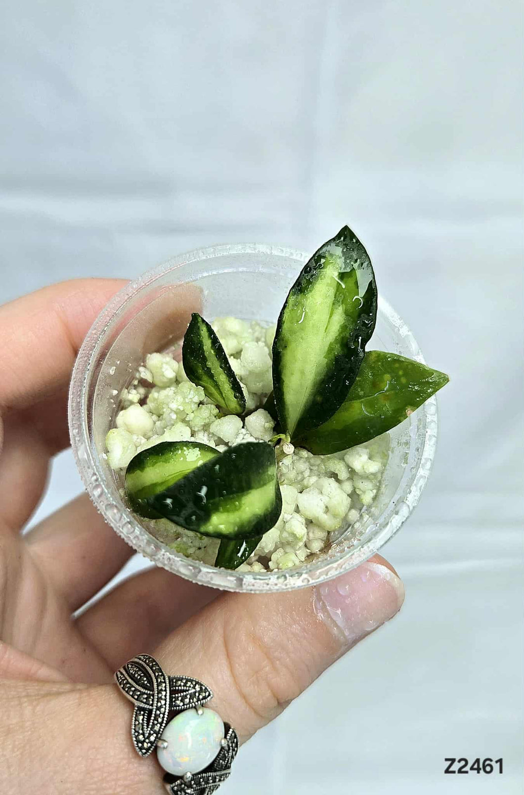 Hoya Lacunosa Bruno ⭐️ #Z2461