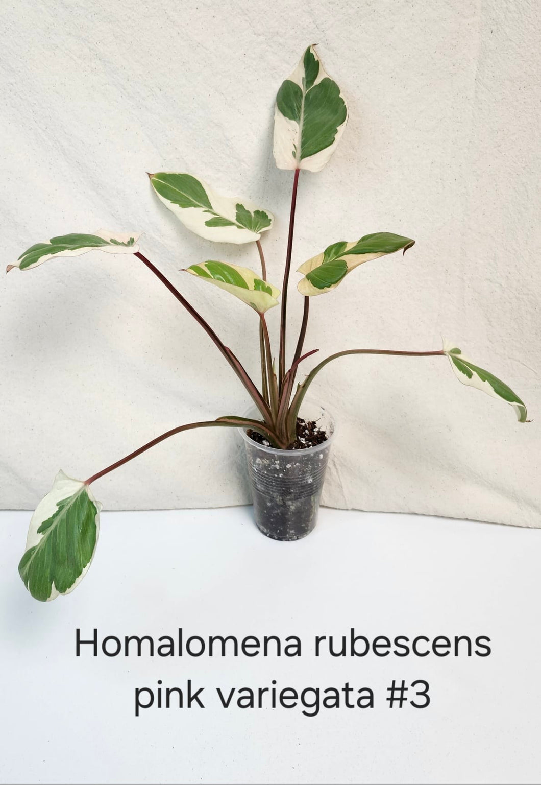 Homalonema rubescens pink mutation variegata #3