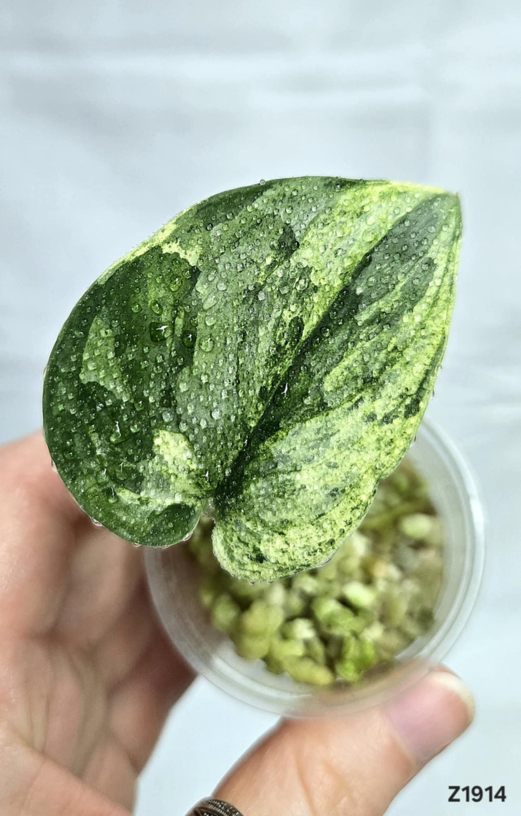 Scindapsus Silver Dark Cloud Variegata #Z1914