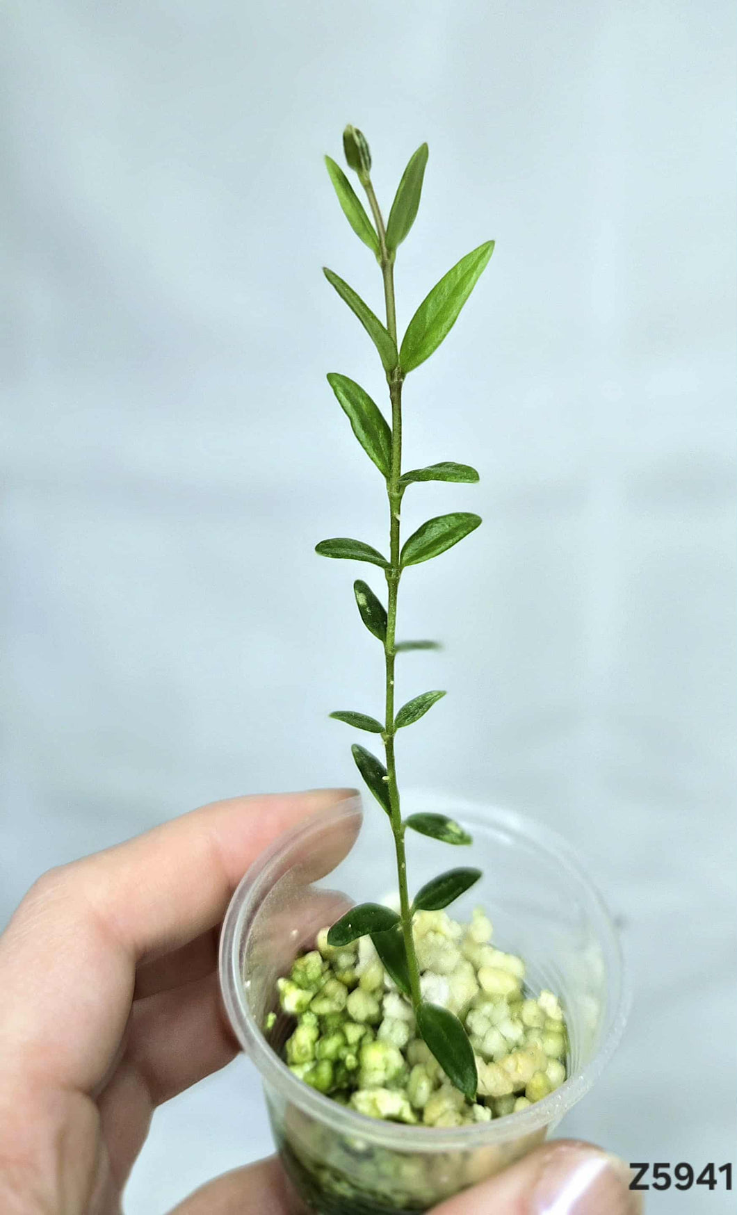 Hoya Engleriana ⭐️ #Z5941