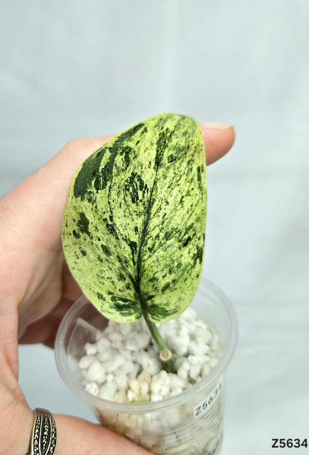 Scindapsus  Halimoon #Z5634