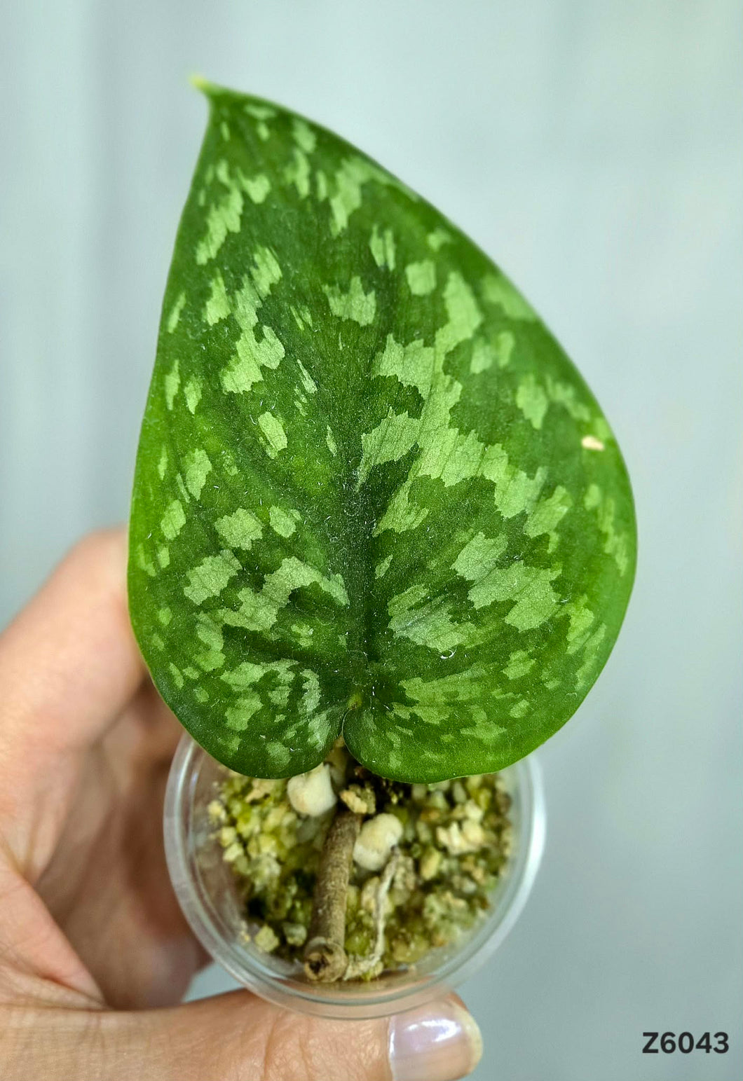 Scindapsus Exotica #Z6043