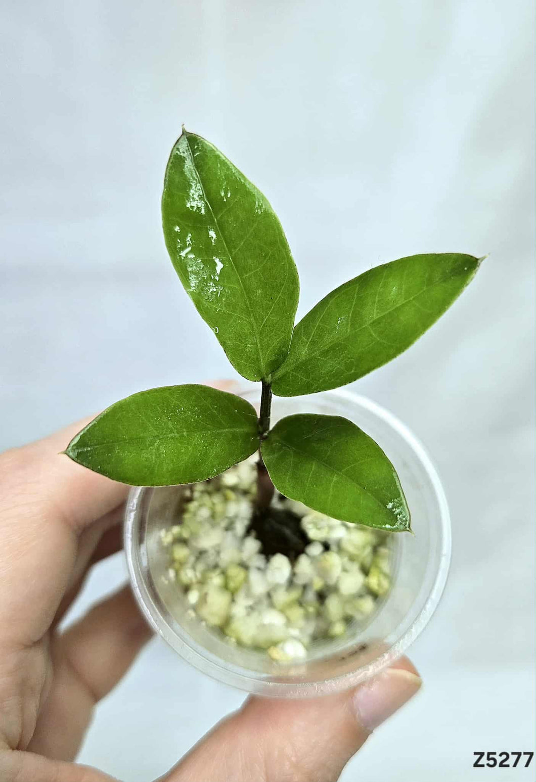 ZZ Plant Variegata revert #Z5277
