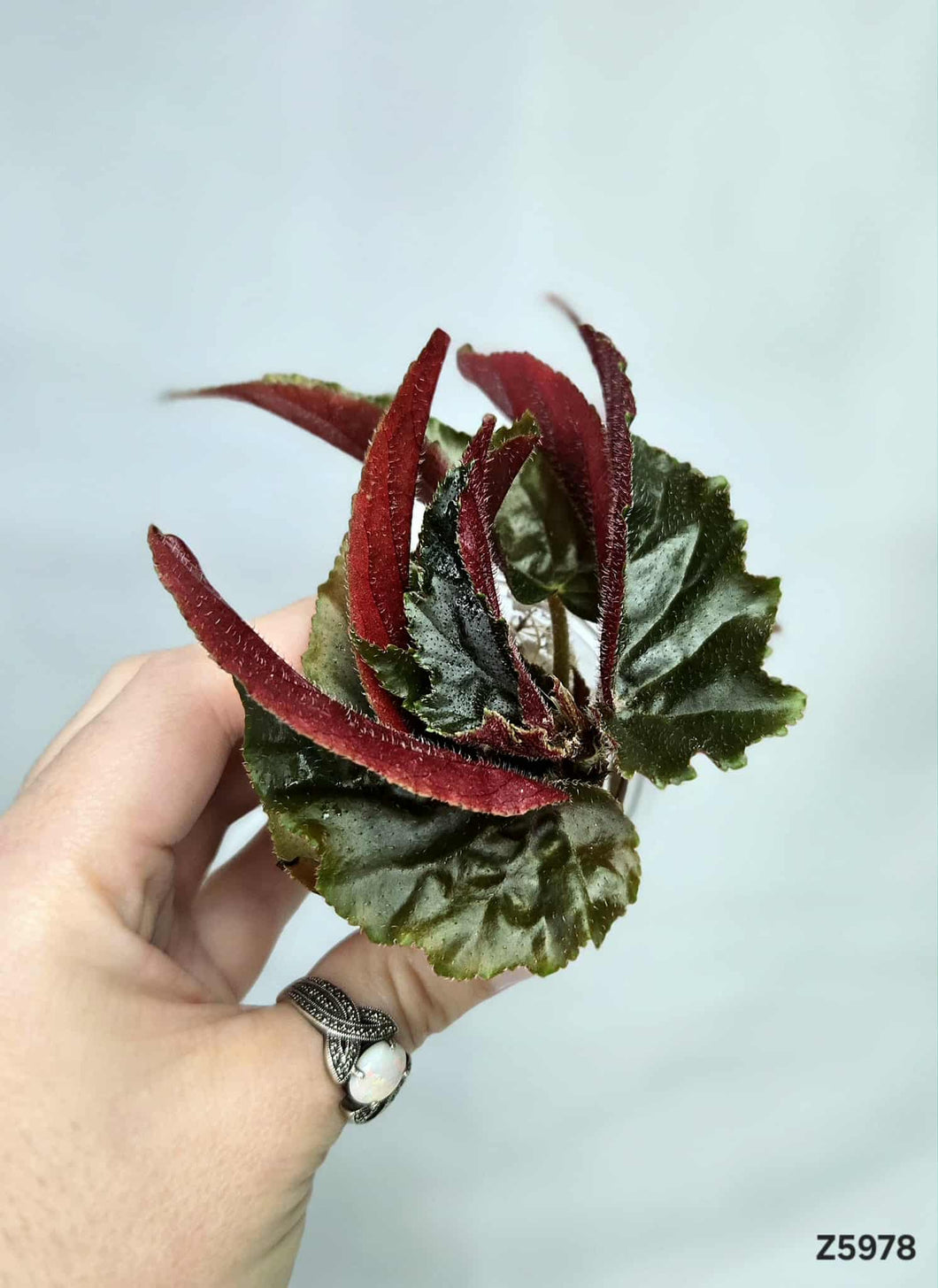 Bégonia Galaxy Revert #Z5978