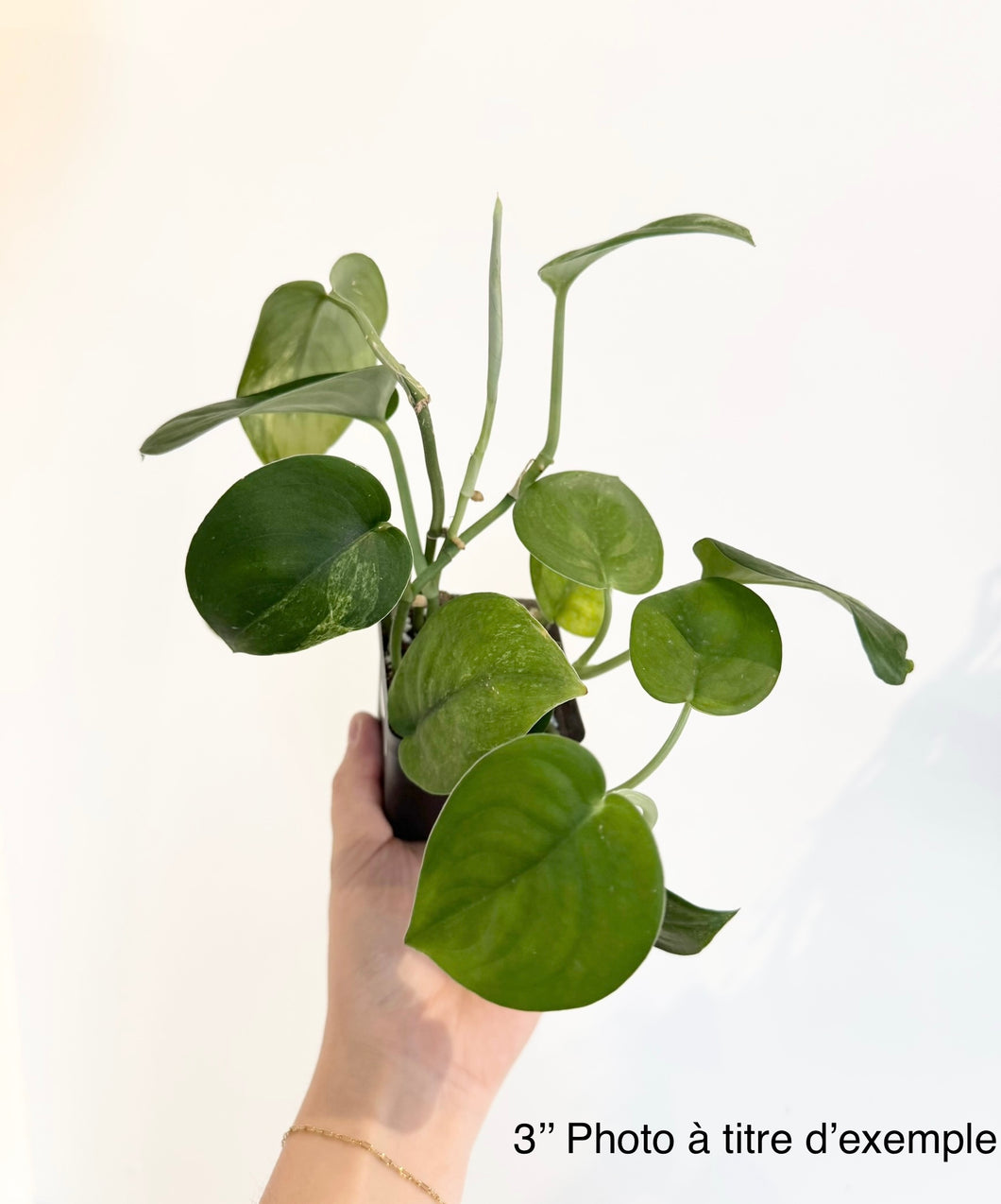 Scindapsus Jade Satin