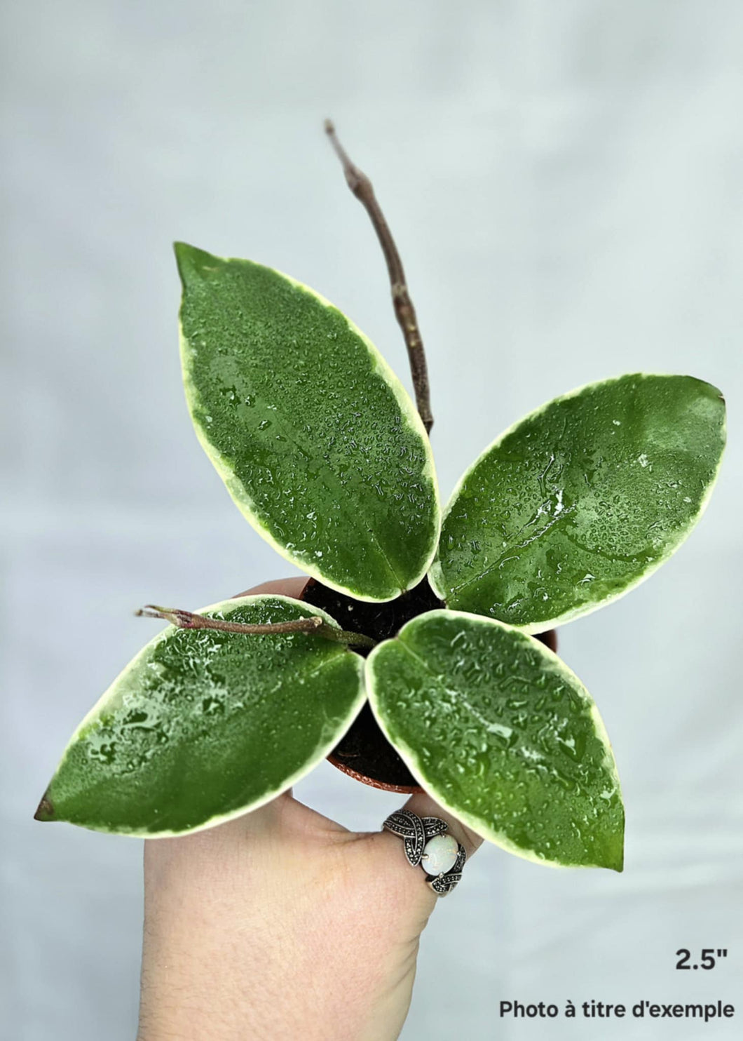 Hoya krimson queen ⭐️