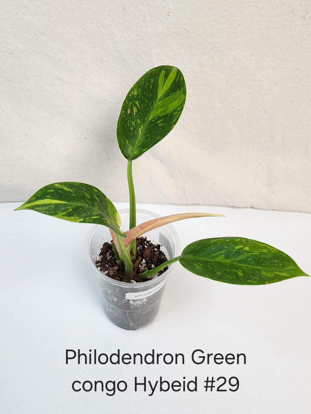 Philodendron green congo hybrid variegata #29