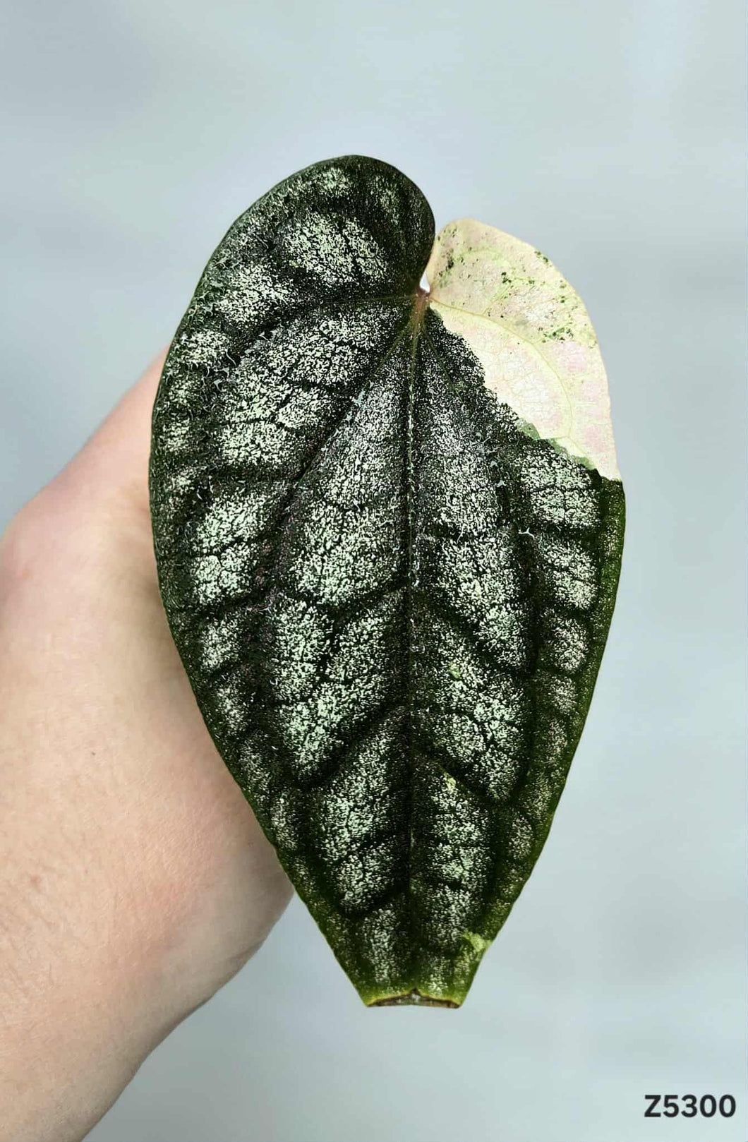 Piper Sylvaticum Variegata #Z5300