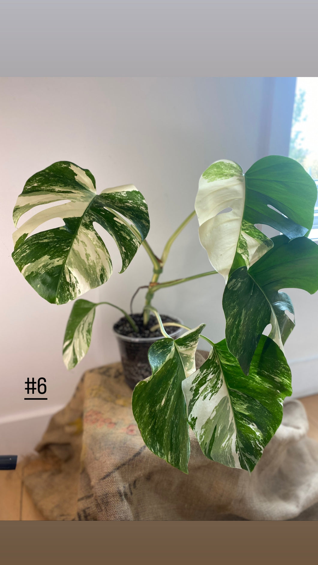 Monstera albo