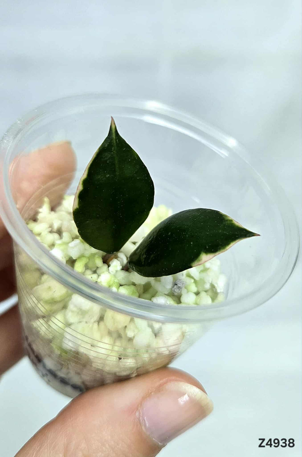 Hoya Lacunosa Asami ⭐️ #Z4938
