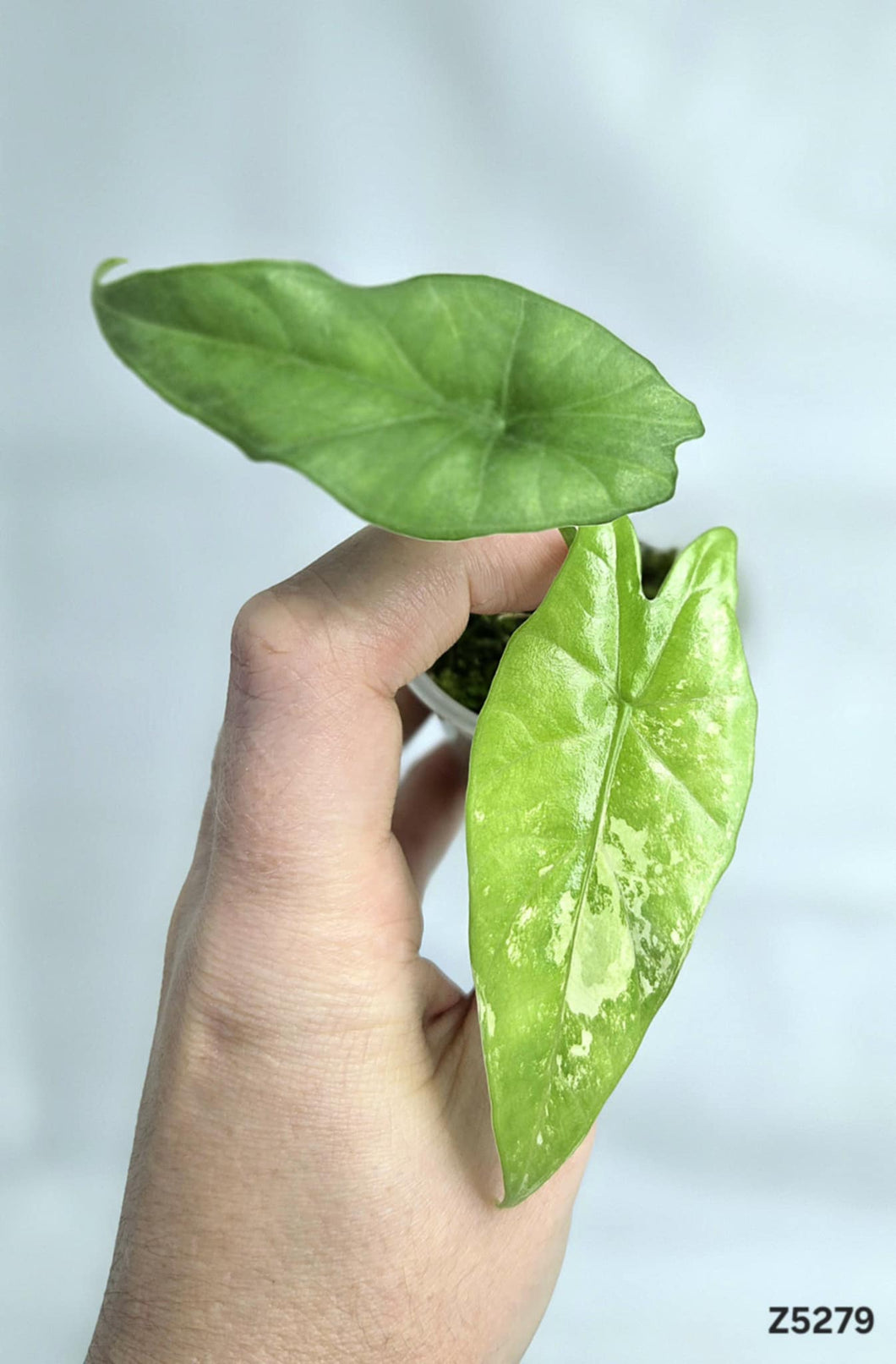 Alocasia Simpo Albo #Z5279