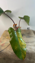Charger l&#39;image dans la galerie, Philodendron Strawberryshake
