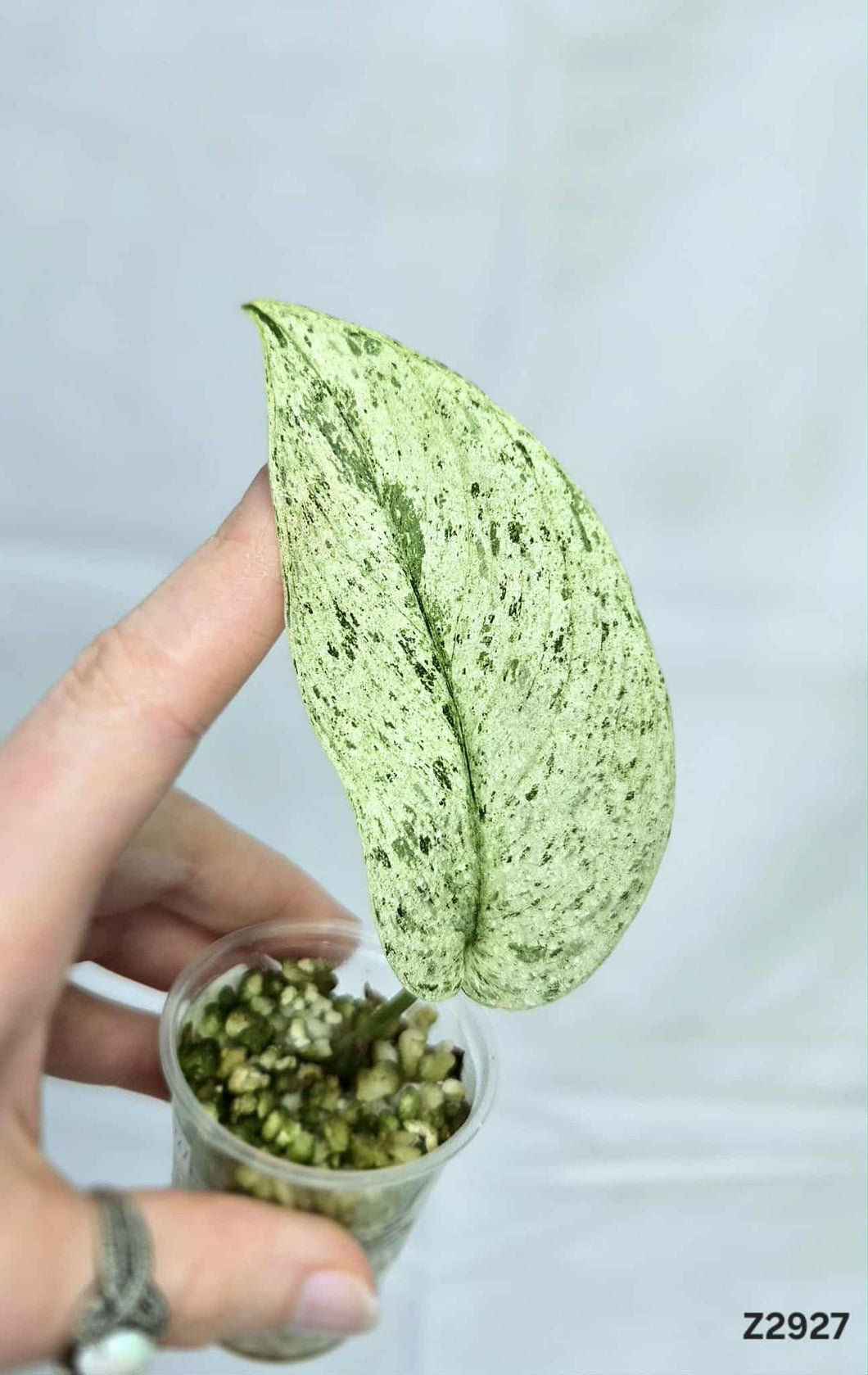 Scindapsus Jade Satin Marble #Z2927