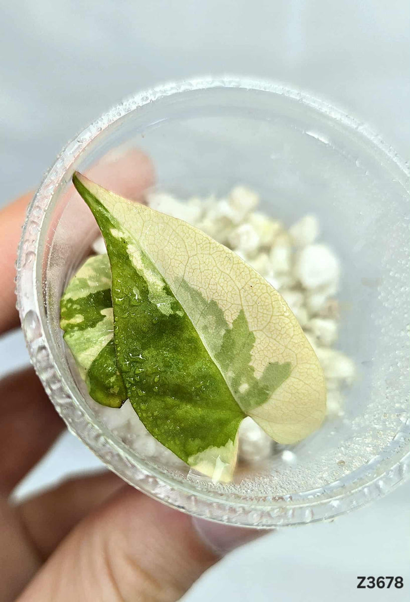 Fallopia Multiflora Variegata #Z3678 – ZARITS