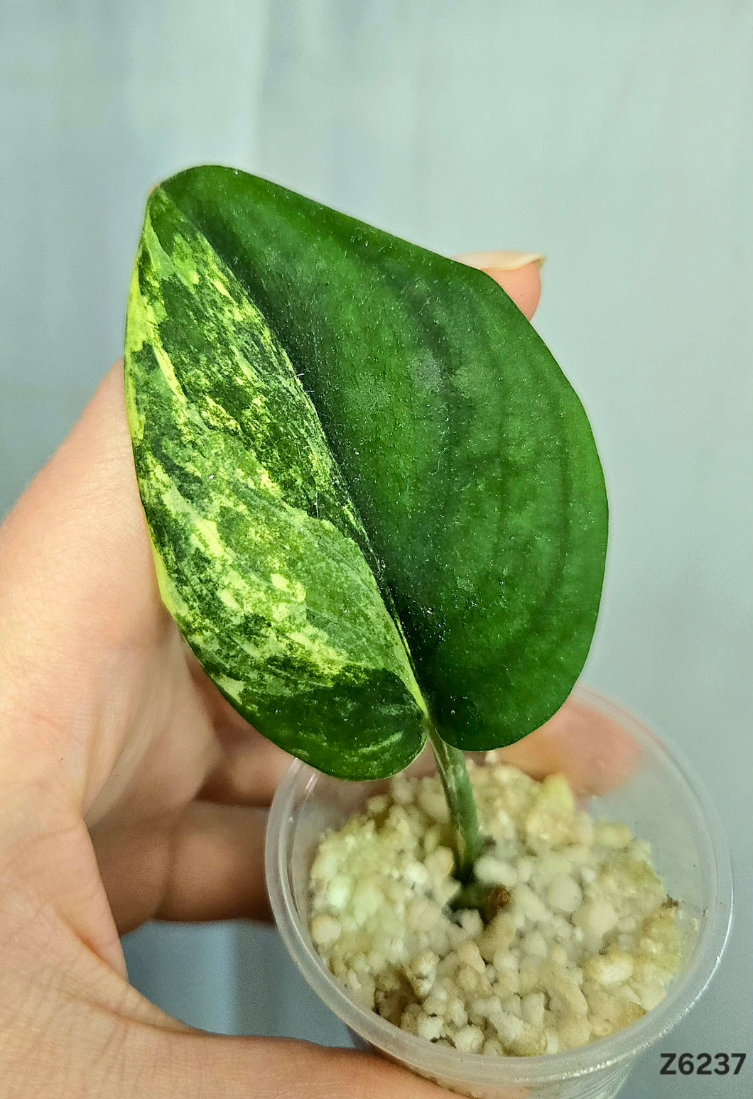 Scindapsus Jade Satin Variegata #Z6237