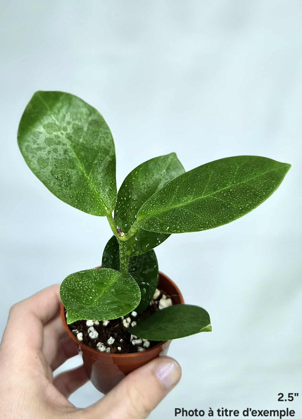 Hoya exotique australis⭐️