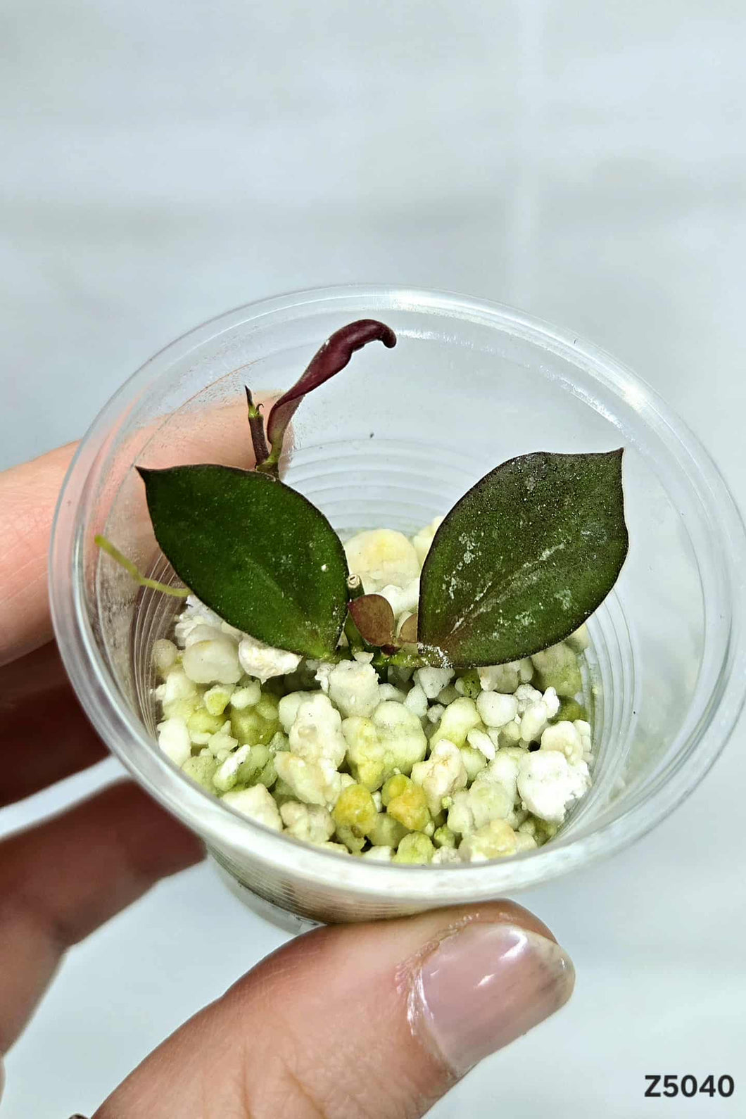 Hoya Collina Papua ⭐️ #Z5040