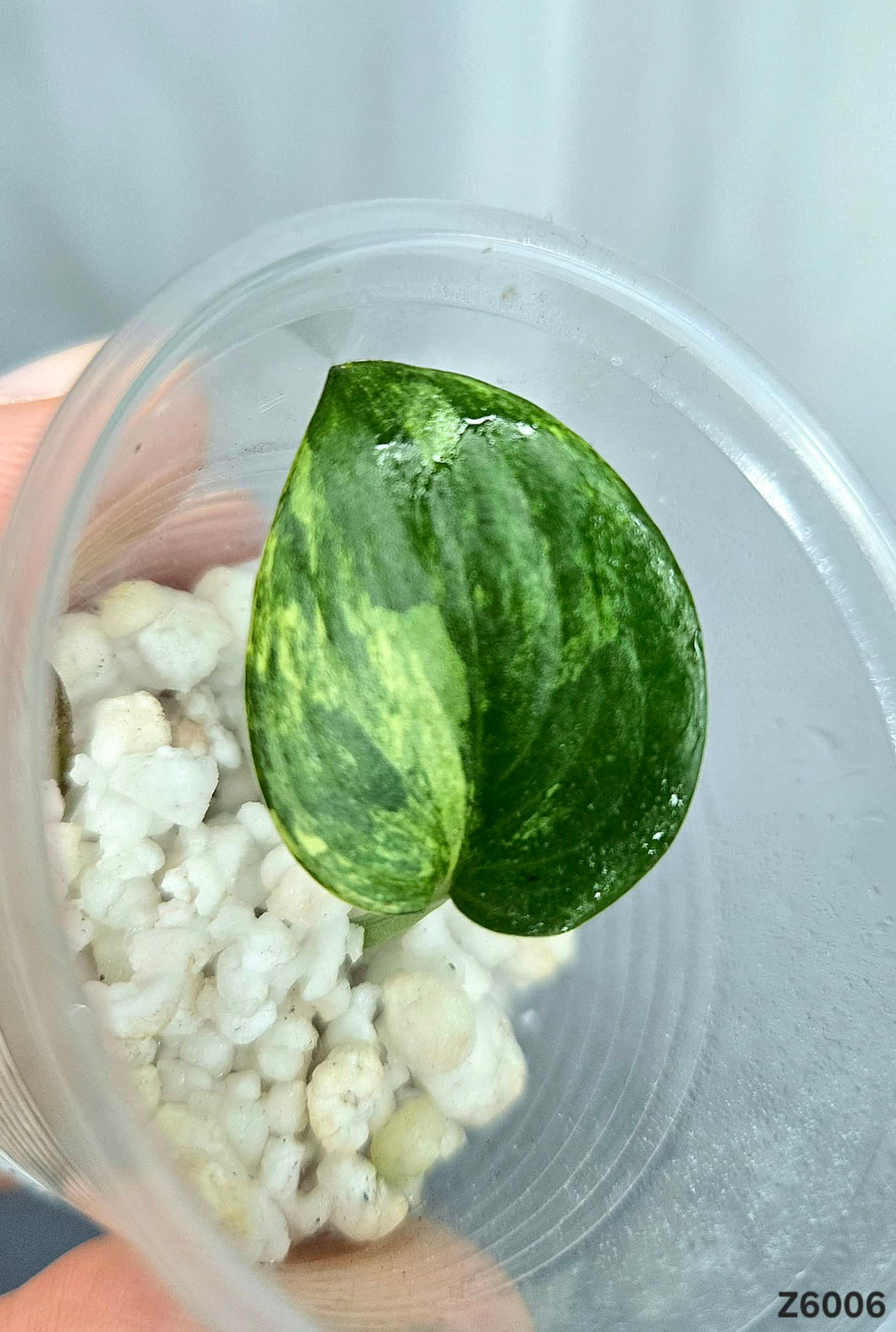 Scindapsus Jade Satin Variegata #Z6006