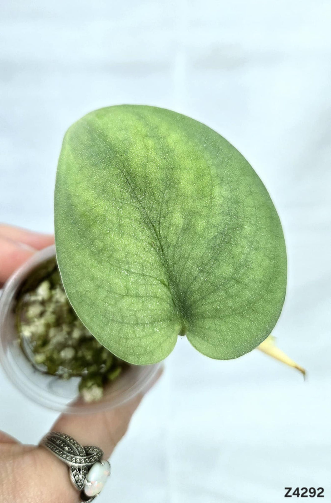 Scindapsus Platinum #Z4292