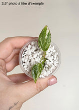 Charger l'image dans la galerie, Philodendron Emerald Queen
