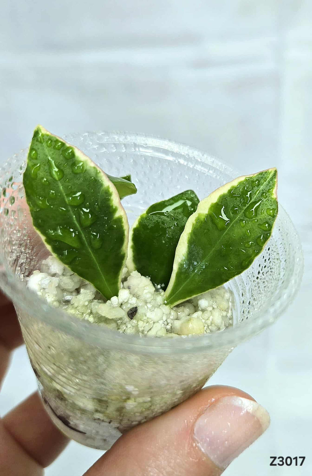 Hoya Heuschkeliana Albo ⭐️ #Z3017